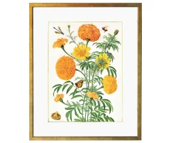 Ilustracja Aksamitki - Kolekcja Werandy