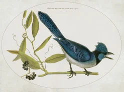 Ilustracja Sójka modra