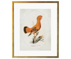 Ilustracja Skalikurek gujański
