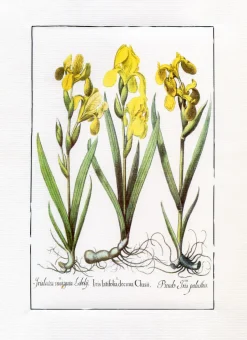 Ilustracja żółte irysy