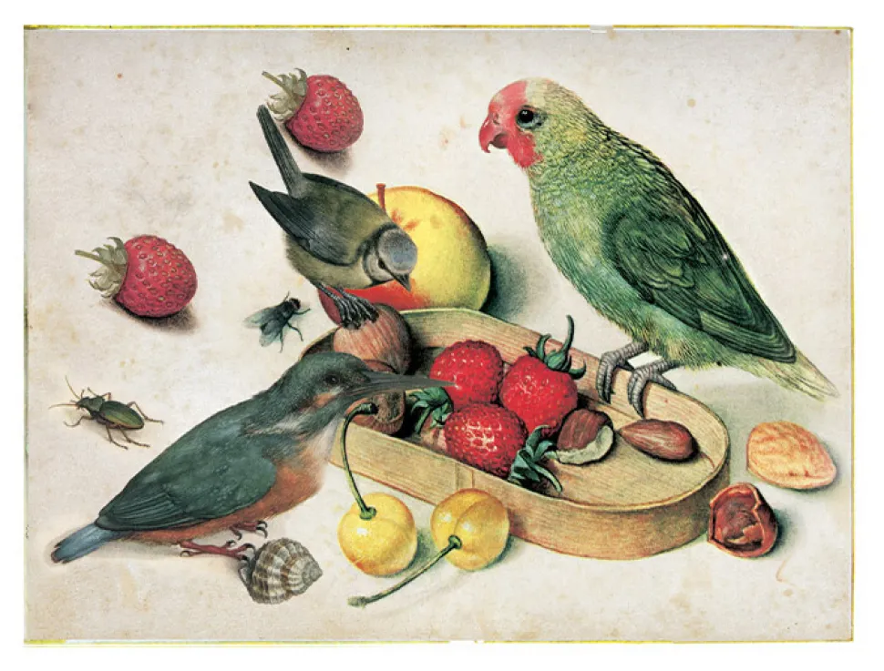 Ilustracja tropikalna martwa natura