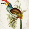 Ilustracja Tukan