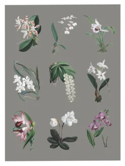 Plakat A3 Storczyk Orchidea