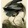 Plakat Czapla modra A3