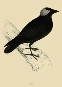 Plakat Kawka