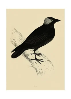 Plakat Kawka