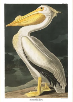 Plakat Pelikan A3