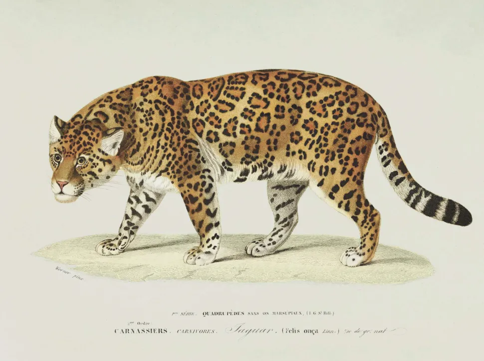 Plakat retro jaguar