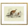 Plakat retro kangury