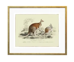 Plakat retro kangury