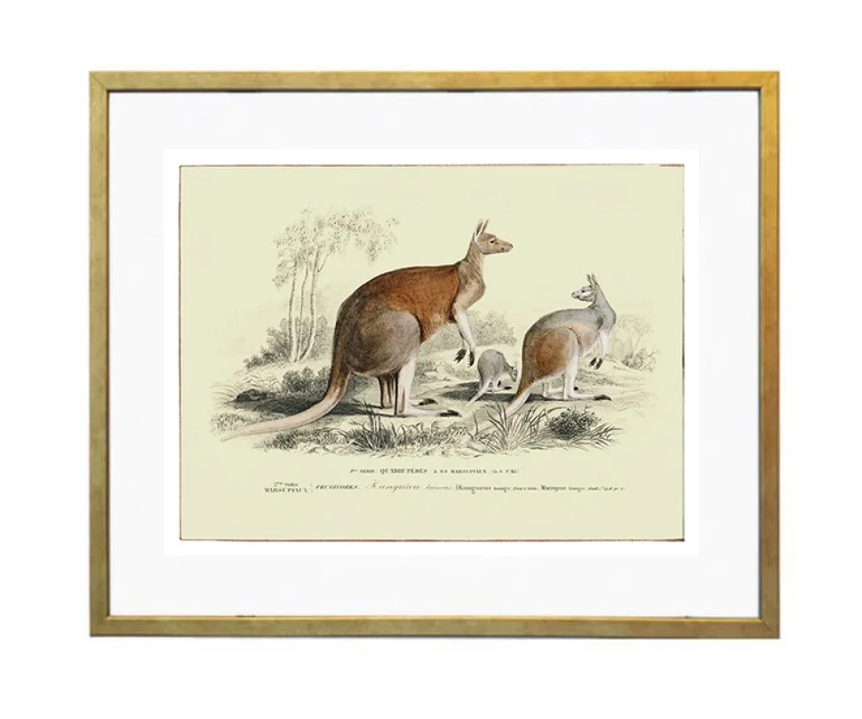Plakat retro kangury