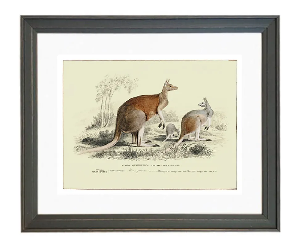 Plakat retro kangury