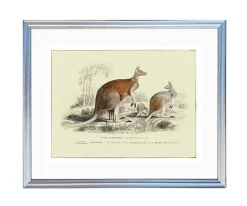 Plakat retro kangury
