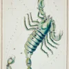 Plakat znaki zodiaku retro - Skorpion