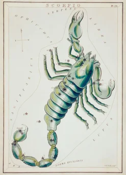 Plakat znaki zodiaku retro - Skorpion