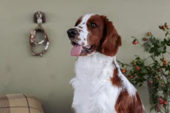 Wieszak do przedpokoju drewniany ręcznie robiony Spaniel